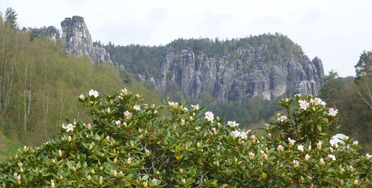 Felsengebiet Rathen zur Rhododendronblüte mit Blick auf den Höllenhund und die Gans / Foto: Archiv Nationalparkverwaktung, Kaj Kinzel