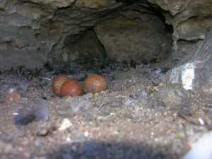 Wanderfalkenbrutplatz mit drei Eiern / Autor: U. Augst