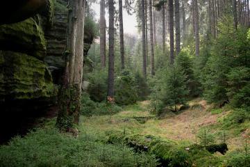 Rozvoj přírodního lesa s různými kategoriemi stáří na minimální ploše