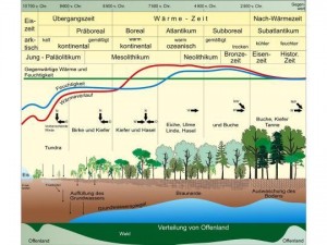 Schematische Darstellung des Ablaufs der nacheiszeitlichen Entwicklung von Klima und Pflanzendecke / Grafik: Frank Richter, Nationalparkverwaltung