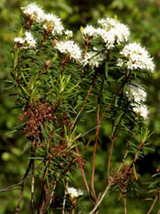 Der Sumpfporst (Ledum palustre L.)