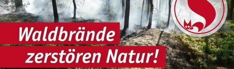 (Deutsch) Die Wälder im Landkreis Sächsische Schweiz-Osterzgebirge dürfen nachts wieder betreten werden - Feuern im Wald bleibt ganzjährig verboten