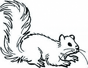 Grafik Eichhörnchen Archiv Nationalparkverwaltung