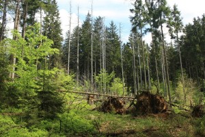 Mit viel Licht, reichlihc Nährstoffen und Wasser, können junge Buchen rasch eine neue Waldgeneration bilden.