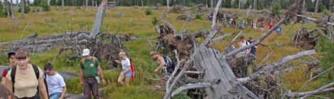 Junge Naturschützer auf einer Wanderung zwischen in einem Moor zwischen Nationalpark Bayerischer Wald und Böhmerwald