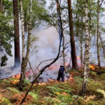 Waldbrand im Basteigebiet