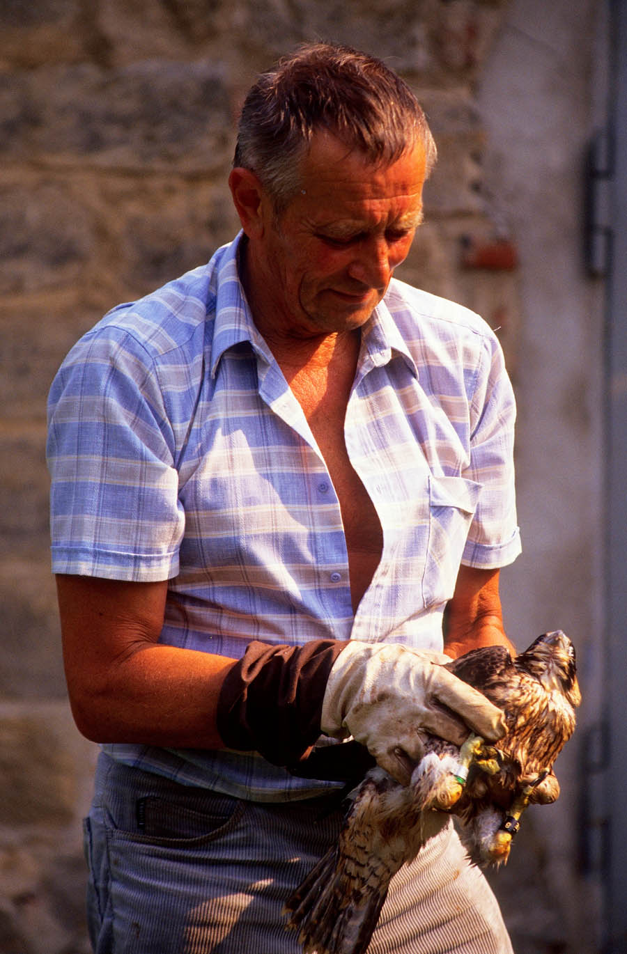 Hans Ebert im Jahre 1991. Er war einer der "Ersthelfer" beim Wiederansiedlungsprojekt des Wanderfalken in der Sächsischen Schweiz am Lilienstein.