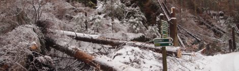 Schneebedeckte Bäume und Felsen im Nationalpark Sächsische Schweiz. Manche sind abgeschnitten, da sie im vergangenen Jahr abgestorben waren und jetzt ein Sicherheitsrisiko darstellen. Ein Wegweiser Wanderschildern steht im Vordergrund.