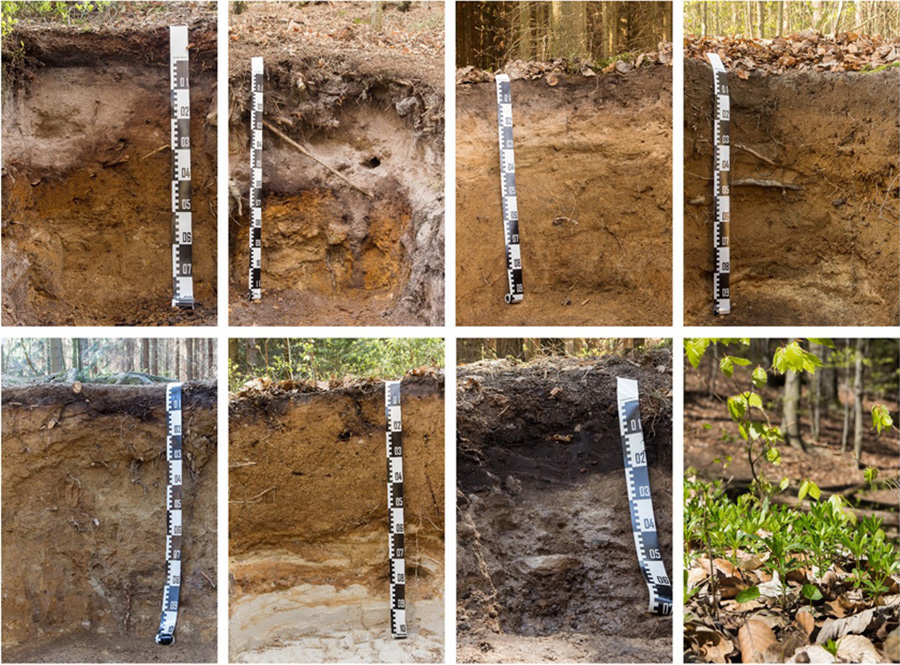 Boden ist nicht gleich Boden – die sieben Bodenprofile zeigen die Vielfältigkeit der Böden