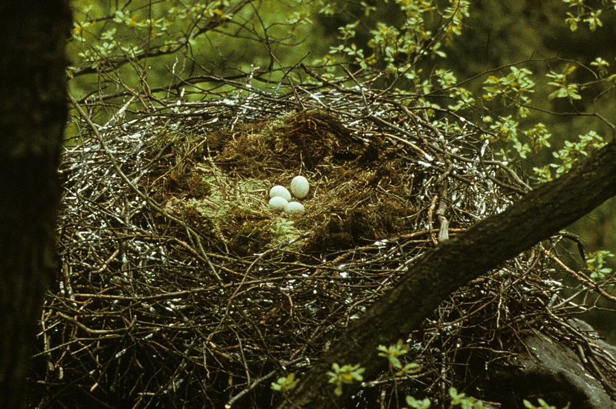 ... gegenüber den schlicht weißen der Uhus und Schwarzstörche, letztere aber im gut gepolsterten Nest. Die Fotos stammen von verlassenen Gelegen aus vergangenen Jahren.