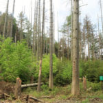 2018 | Beispielflächen wie hier am Hochhübel zeigen bereits jetzt, dass sich von allein schnell neuer Wald entwickelt.