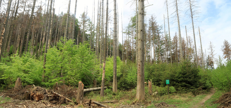 2018 | Beispielflächen wie hier am Hochhübel zeigen bereits jetzt, dass sich von allein schnell neuer Wald entwickelt. 