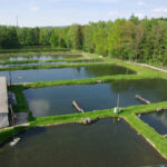Das sind die Teichanlagen der Firma im OT Anbau, Neustadt in Sachsen
