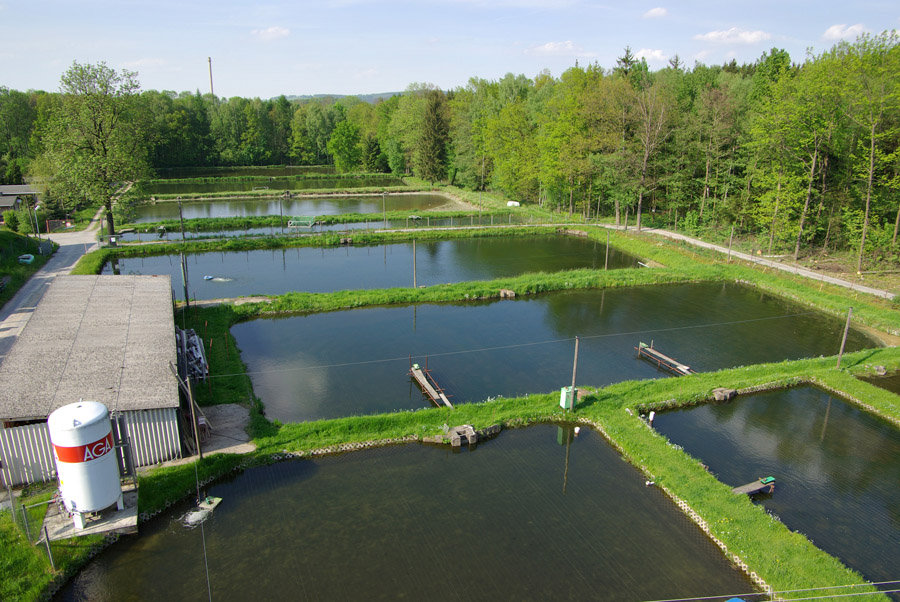 Das sind die Teichanlagen der Firma im OT Anbau, Neustadt in Sachsen