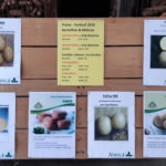 Umfangreiches Angebot an Kartoffelsorten und Gemüsen im Verkauf