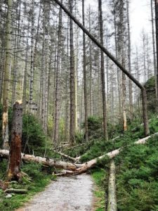 Ein Wanderweg ist durch umgefallene Bäume versperrt