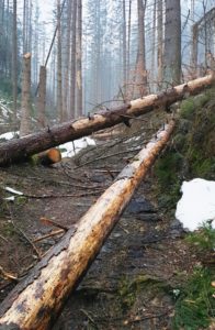 Weitere Bäume sind umgebrochen