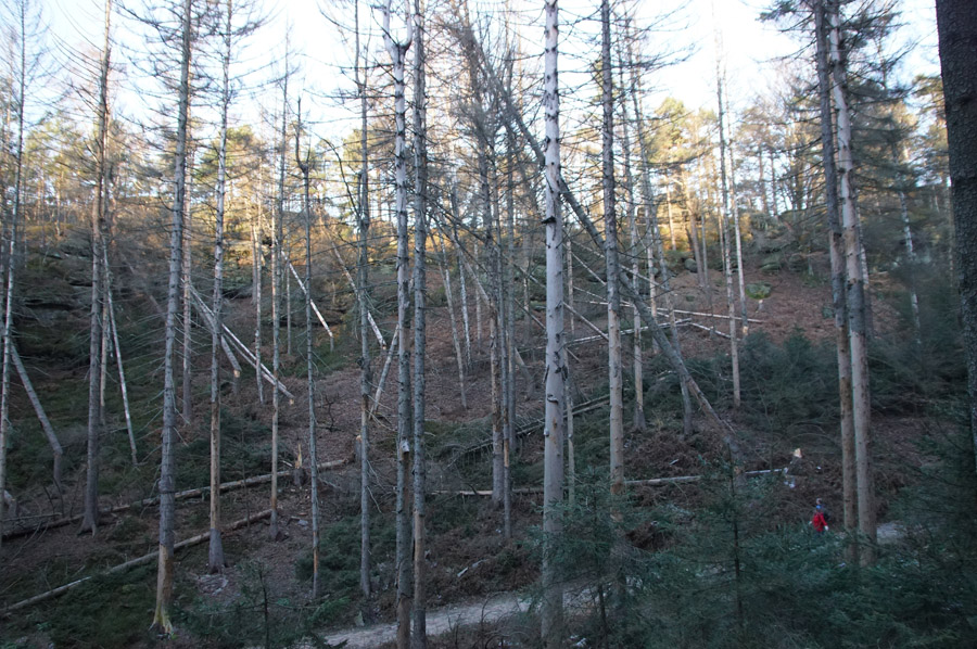 Klein gegen Groß! Wer solche Waldbereiche durchwandert, muss mit Baumstürzen jederzeit rechnen. Das Betreten des Waldes passiert immer auf eigene Gefahr!