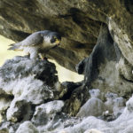 Wanderfalke mit Jungvögeln in einem Felsenhorst