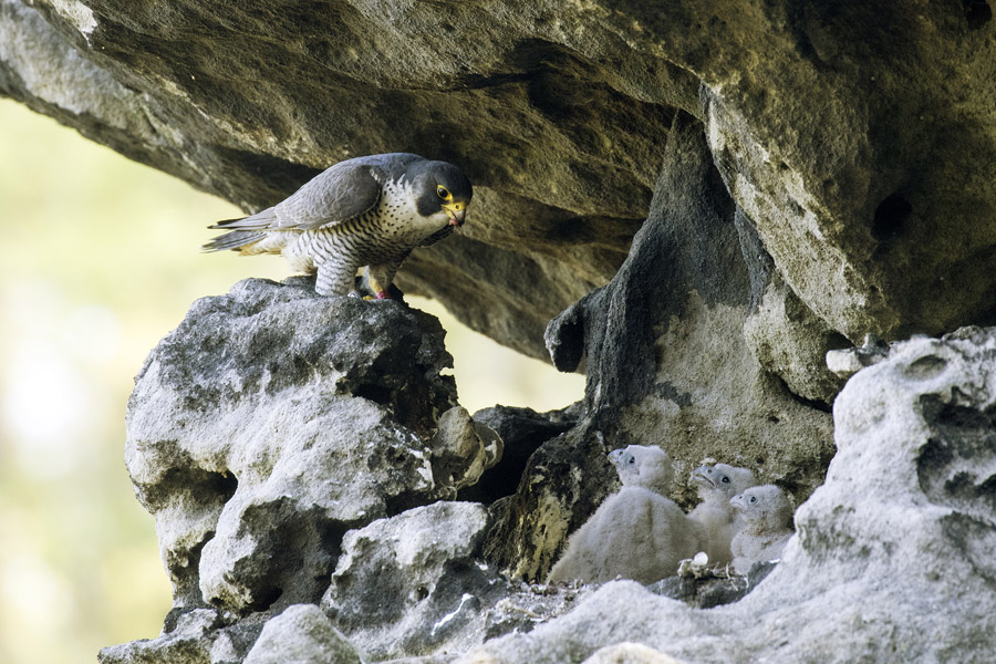 Wanderfalke mit Jungvögeln in einem Felsenhorst