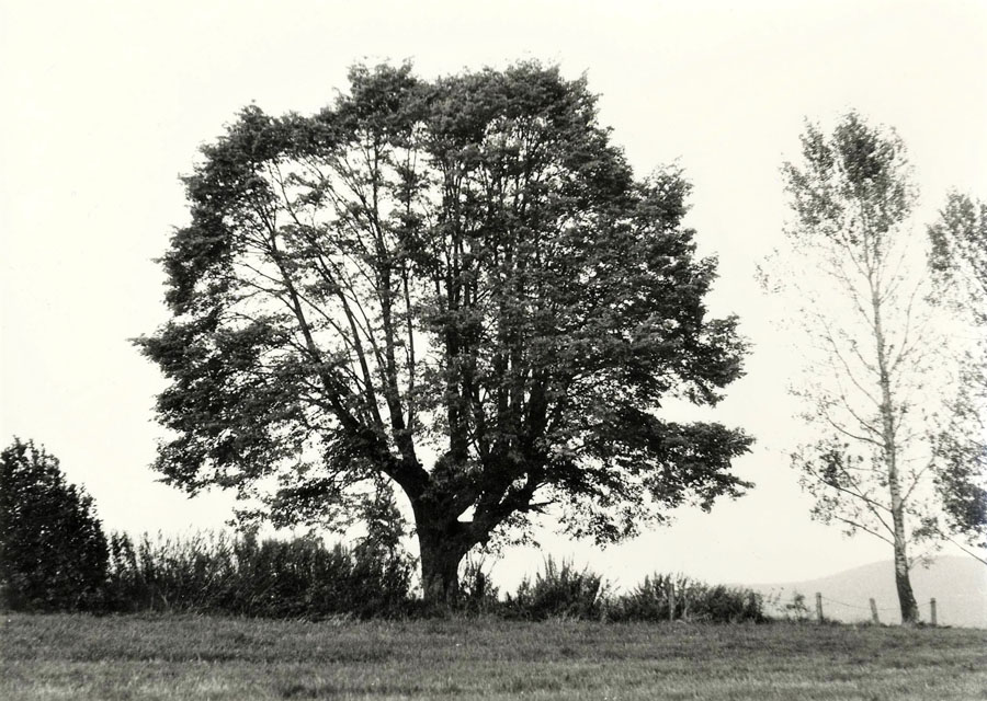 Der "Kugelbaum" im Jahre 1987 an der Hohen Straße