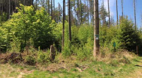 Foto: Sina Klingner Waldwachstum nicht aufzuhalten: wie hier am Hochhübel wird sich der Wald auf den Flächen entwickeln, auf denen Borkenkäfer Fichten haben absterben lassen.