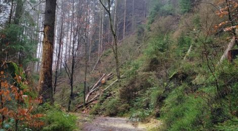 (Deutsch) Aktuelle Meldungen zu Arbeiten an Wanderwegen im Nationalpark Sächsische Schweiz