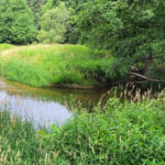 Über 100 km natürliche Fluß- und Bachläufe durchziehen das Wildnisgebiet Königsbrücker Heide. Sie bilden einen intensiven Kontrast zur sonst eher nähstoffarmen trockenen Heide- und Waldlandschaft.