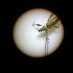 Mit Insekten auf Tuchfühlung: nächtlicher Fang durch das Mikroskop bestaunt.
