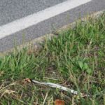 Der Krähenfuß-Wegerich ist eine salztolerante Pflanze, die sich an Straßenrändern stark ausgebreitet hat