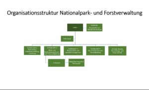 Organisationsstruktur Nationalpark- und Forstverwaltung seit 01.24